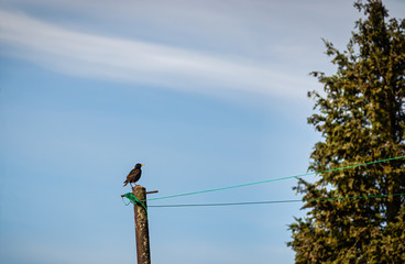 Star, gemeiner Star (Sturnus vulgaris) auf Wäschestange vor wolkigem Himmel, Feiraum oben