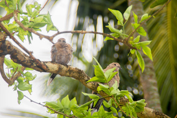 Birds of India,Indian Dove,Ghughu Pakhy