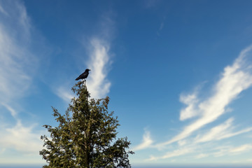 Rabe, Krähe (Corvus) auf Baumspitze mit Blick nach rechts vor blauem, leicht wolkigem Himmel, Freiraum rechts