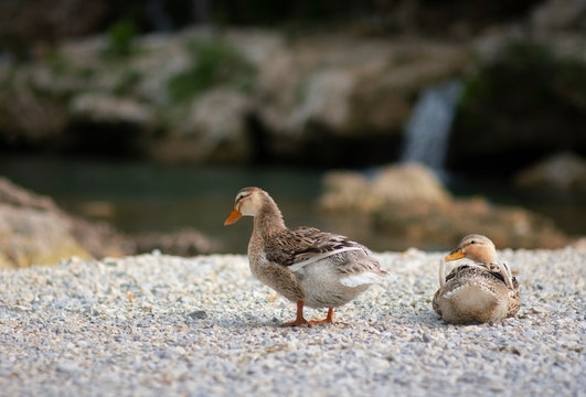 Ducks resting by the water