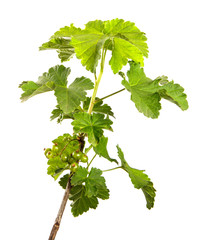Currant bush sprouts with green leaves and young berries isolated on white background. Branch with fruits isolate