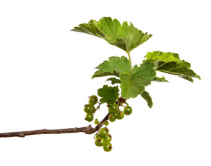Currant bush sprouts with green leaves and young berries isolated on white background. Branch with fruits isolate