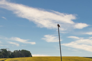Star, gemeiner Star (Sturnus vulgaris) auf Stab, Stütze, Stange mit blühendem Rapsfeld und...