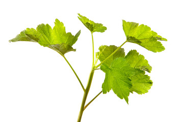 Green leaves of a currant bush isolated on a white background. Sprouts.