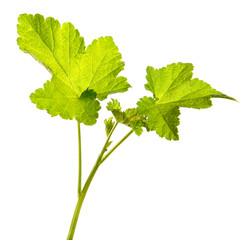 Green leaves of a currant bush isolated on a white background. Sprouts.