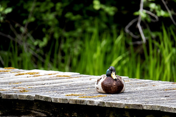 mallard duck resting on a wooden pier