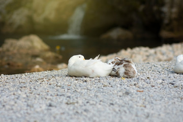 Ducks resting by the water, in nature