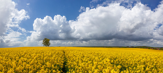 Rzepak - żółte kwiaty rzepaku - krajobraz rolniczy, Polska, Warmia i mazury