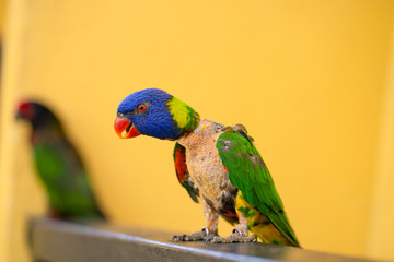 Mating games Rainbow Lorikeet. A faded parrot sticks to a female