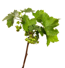 Currant bush sprouts with green leaves and young berries isolated on white background. Branch with fruits isolate