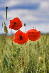 Common red poppy flowers in bloom surrounded by blurry barley grains