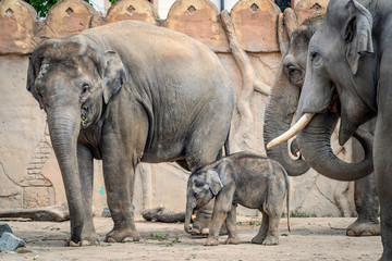 3 erwachsene Elefanten mit Baby-Elefant in der Mitte, Asiatische Elefanten (Elephas maximus indicus)