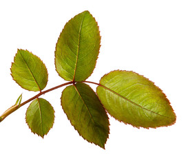 Naklejka na ściany i meble Green rose bush leaf isolated on a white background, close-up