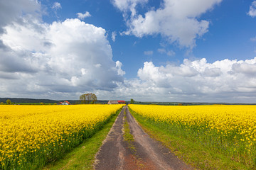 Rzepak - żółte kwiaty rzepaku - krajobraz rolniczy, Polska, Warmia i mazury