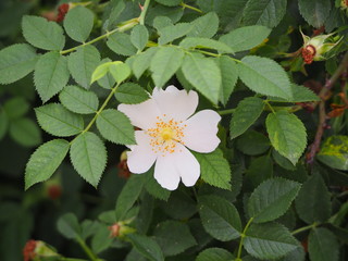 flor de cinco petalos blancos y anterascolor naranja, lerida, españa, europa