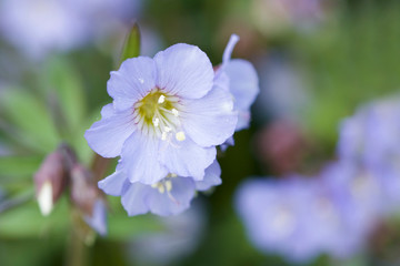blue flowers on a green background