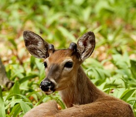 White tailed deer .Young deer with growing antlers lying in a wild garlic in state park in Wisconsin.