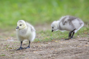 Kanadagans Küken - Gänseküken