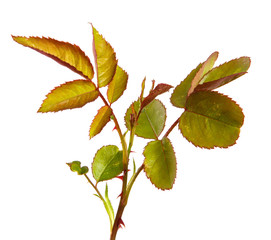 Young sprout of a rose bush with leaves isolated on a white background.