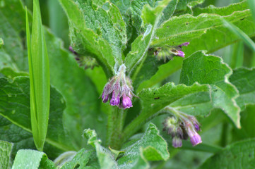 In the meadow, the comfrey (Symphytum officinale) is blooming