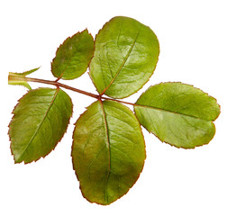 Green rose bush leaf isolated on a white background, close-up