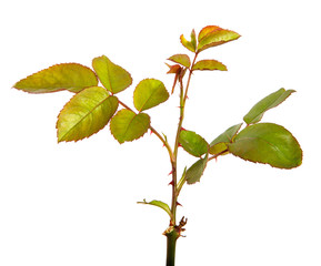 Young sprout of a rose bush with leaves isolated on a white background.