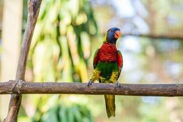 Rainbow Lorikeet parrots in a green park. Bird park, wildlife