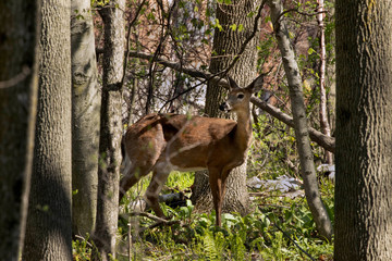 White-tailed deer  in spring forest.