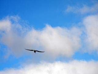 Möwe mit Wolkenhimmel