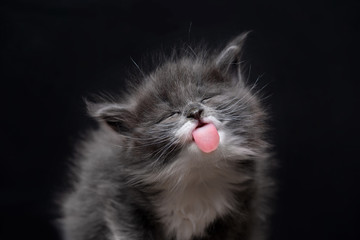 funny looking adorable maine coon kitten sticking out tongue