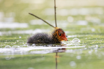 Blässhuhn Küken im Wasser