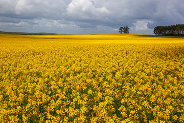 Rzepak - żółte kwiaty rzepaku - krajobraz rolniczy, Polska, Warmia i mazury