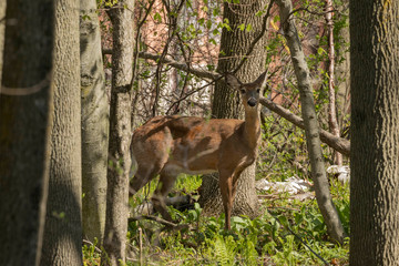 Naklejka na ściany i meble White-tailed deer in spring forest.