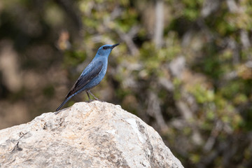 Blue Rock Thrush, (Monticola solitarius) in its natural habitat.