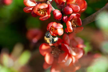 blooming red quince (Chaenomeles japonica  (Thunb.) Lindl. ex Spach) and bumblebee on sunny day