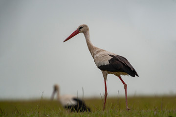 White Stork (Ciconia ciconia) is on the forehead of natural life.