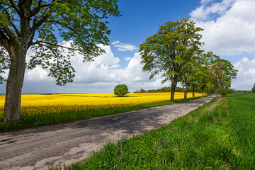 Rzepak - żółte kwiaty rzepaku - krajobraz rolniczy, Polska, Warmia i mazury - obrazy, fototapety, plakaty