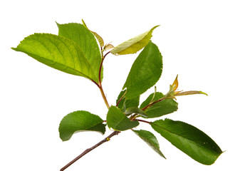 Green sprouts of fruit tree sweet cherry with green leaves isolated on white background, close-up