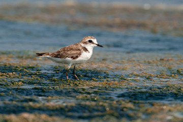 European Golden Plover »Pluvialis apricaria) in the forehead of natural life.