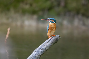 Eisvogelweibchen - alcedo atthis