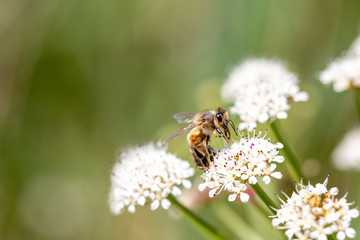 Abeille