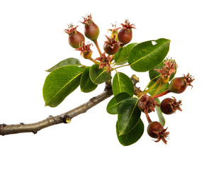 Pear tree branch with green leaves and young fruits, isolated on white background, close-up. Fruit tree sprouts, isolate
