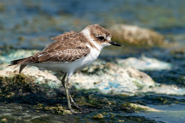 European Golden Plover »Pluvialis apricaria) in the forehead of natural life.