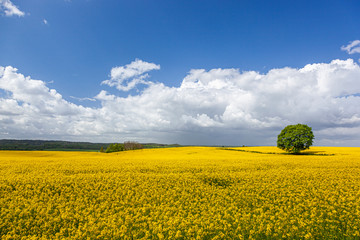 Rzepak - żółte kwiaty rzepaku - krajobraz rolniczy, Polska, Warmia i mazury