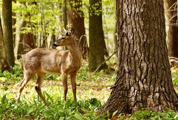 Naklejka na ściany i meble White tailed deer .Young deer with growing antlers standing in a wild garlic in state park in Wisconsin.
