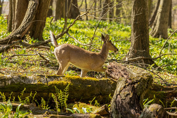 White-tailed deer  in spring forest.
