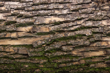 Tree bark, bark, brown, young tree