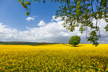 Rzepak - żółte kwiaty rzepaku - krajobraz rolniczy, Polska, Warmia i mazury