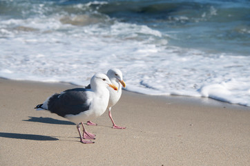 two seagulls on the beach