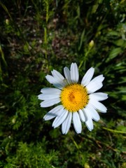 Obraz premium white daisy flower